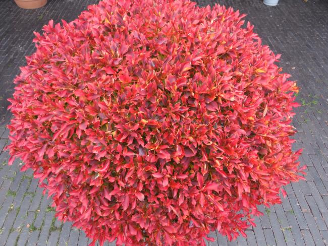 Enkianthus perulatus-ball