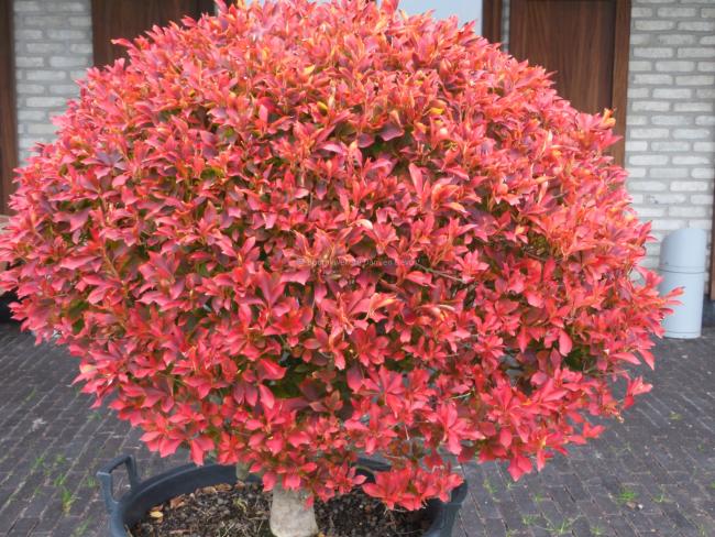 Enkianthus perulatus-ball