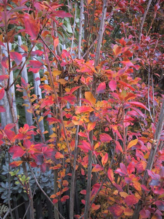 Enkianthus perulatus-ball