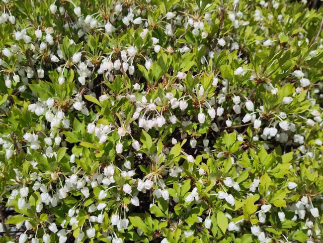 Enkianthus perulatus-ball