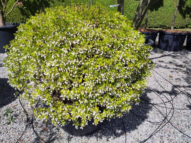 Enkianthus perulatus-ball