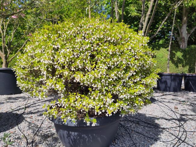 Enkianthus perulatus-ball