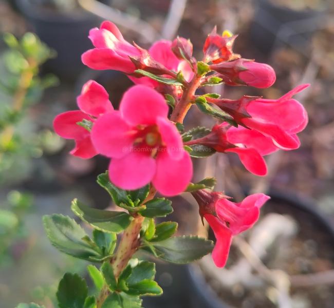 Escallonia 'Apple Blossom'