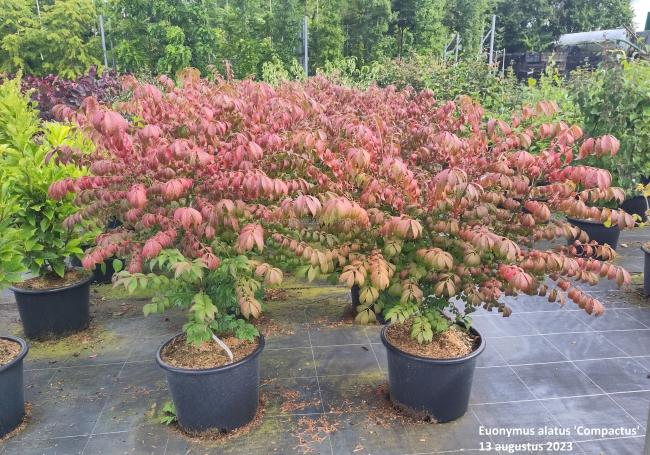 Euonymus alatus 'Compactus'