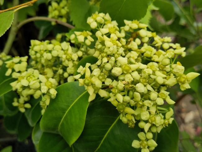 Euonymus carnosus 'Trompenburg Lustre'