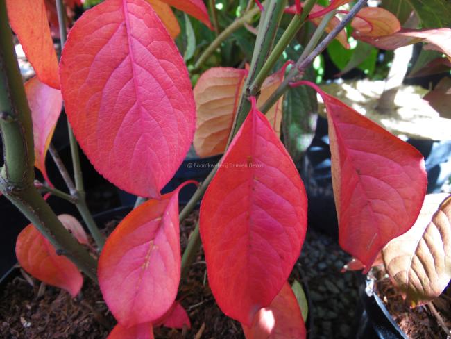 Euonymus europaeus 'Red Cascade'