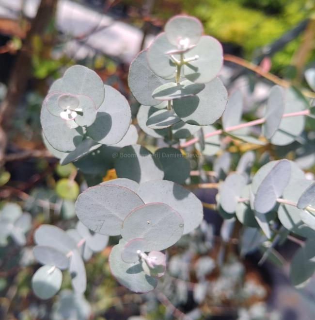 Eucalyptus gunnii 'Azura' ®