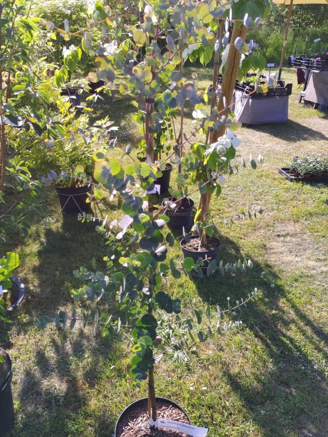 Eucalyptus gunnii subsp divaricata