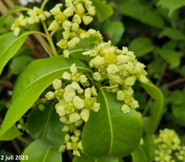 Euonymus hamiltonianus 'Rising Sun'