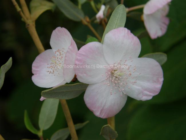 Eucryphia lucida 'Pink Cloud'