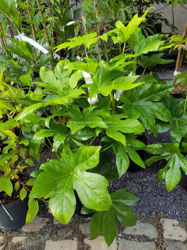 Fatsia japonica