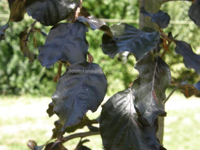 Fagus sylvatica 'Black Swan'