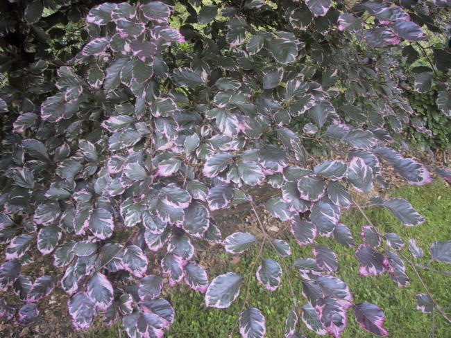 Fagus sylvatica 'Purpurea Tricolor'