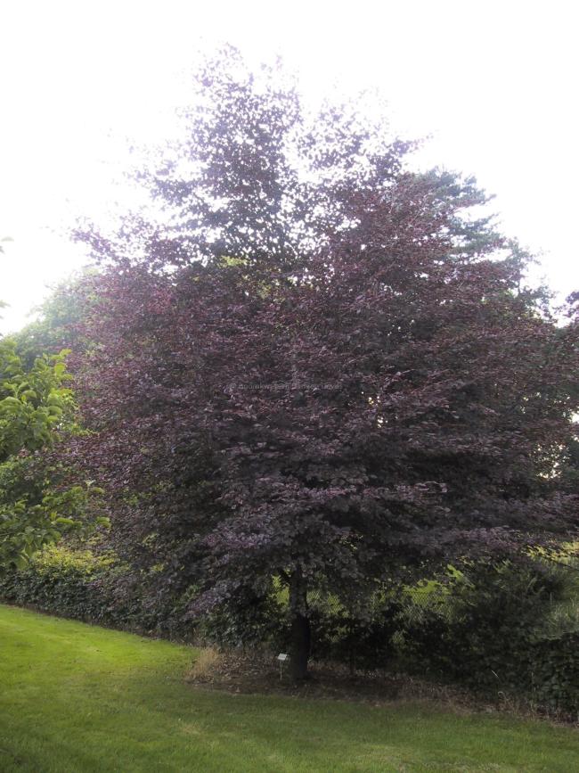 Fagus sylvatica 'Purpurea Tricolor'