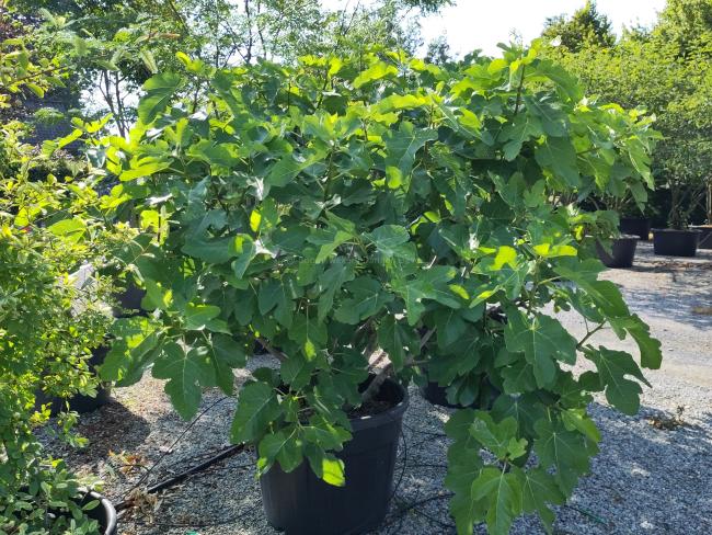 Ficus carica 'Brogiotto Nero'