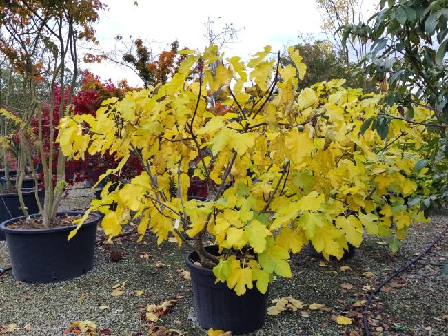 Ficus carica 'Brogiotto Nero'