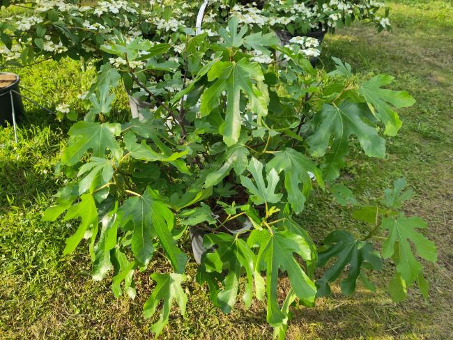 Ficus carica 'Little Miss Figgy'
