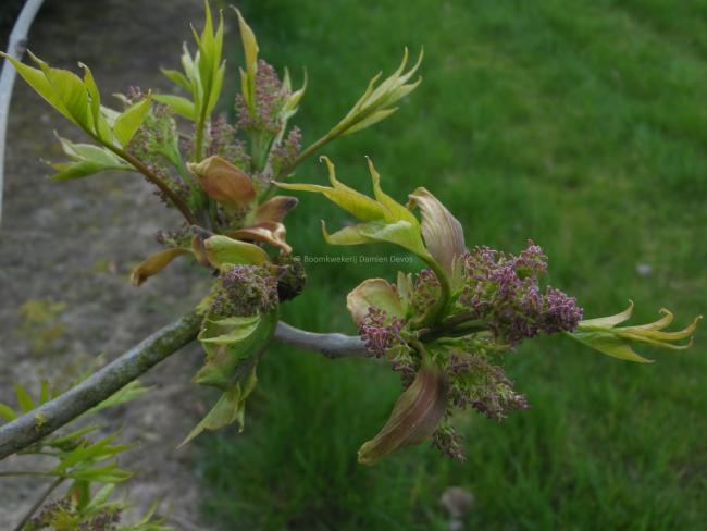 Fraxinus hoopiensis