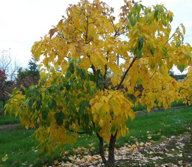Fraxinus hoopiensis