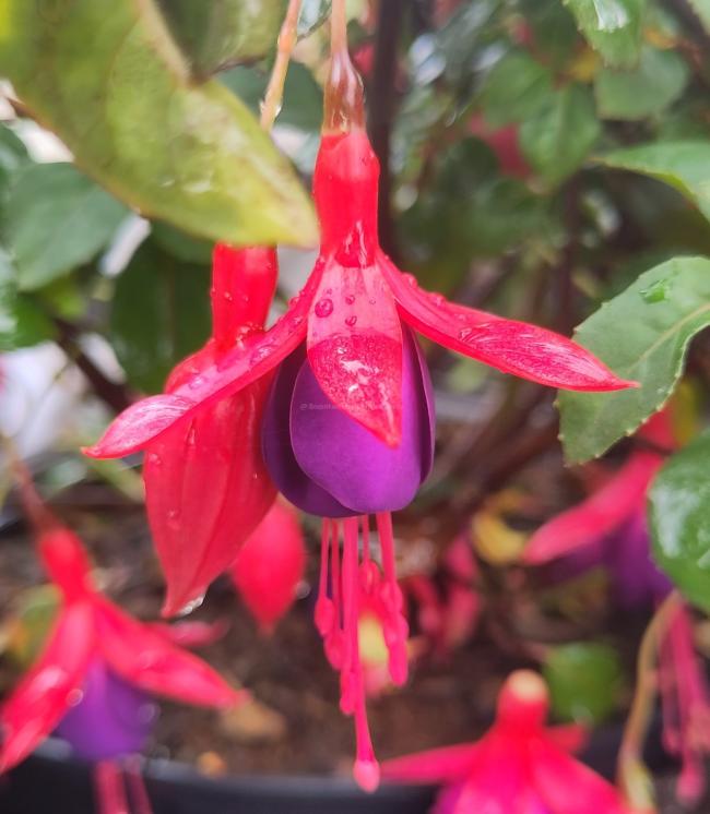 Fuchsia 'Mrs Popple'