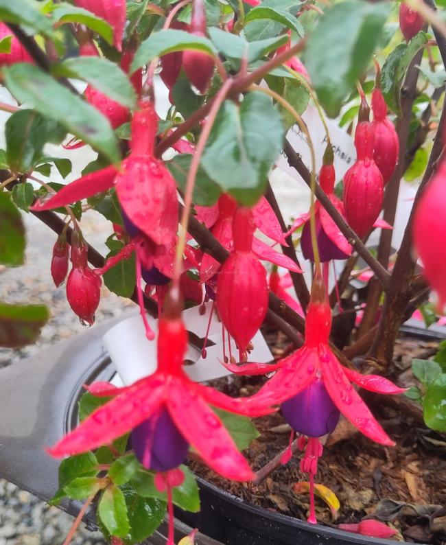 Fuchsia 'Mrs Popple'
