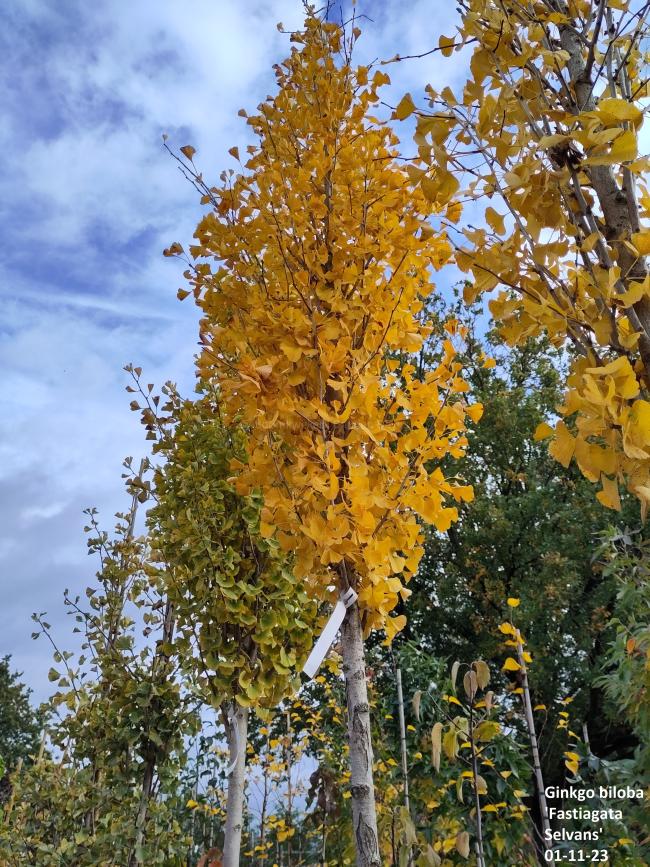 Ginkgo biloba 'Fastiagata Selvans' ®