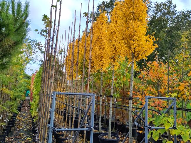 Ginkgo biloba 'Fastiagata Selvans' ®