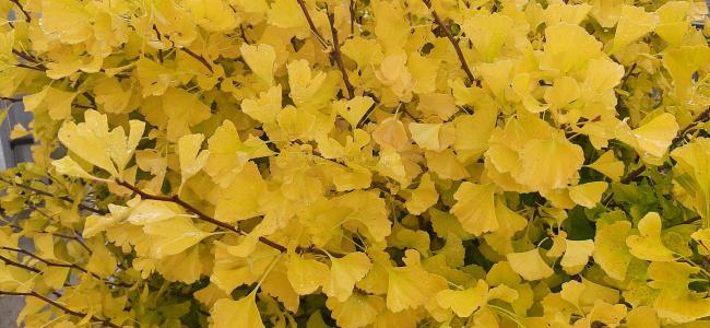 Ginkgo biloba 'Globosa Tinia'