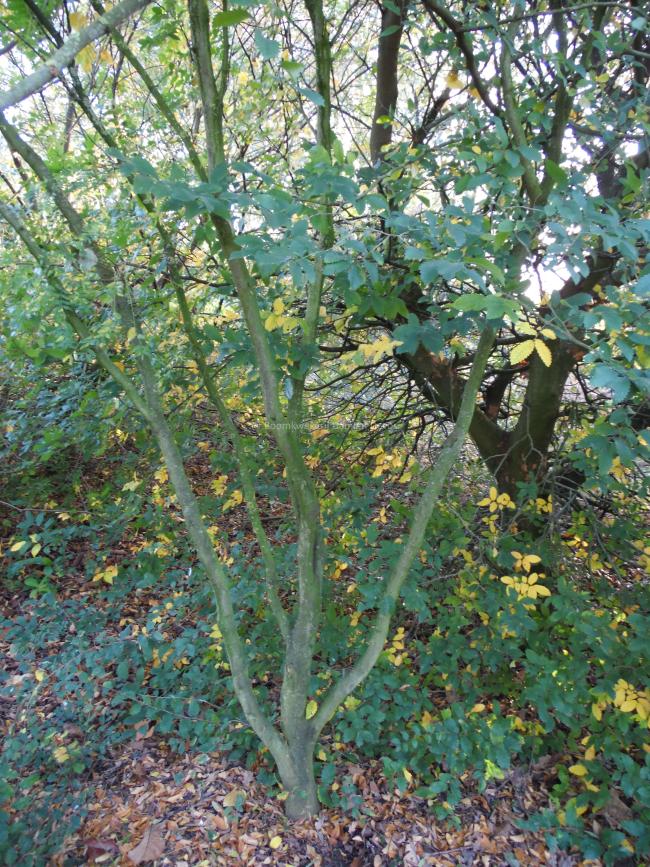 Gleditsia triacanthos 'Elegantissima'