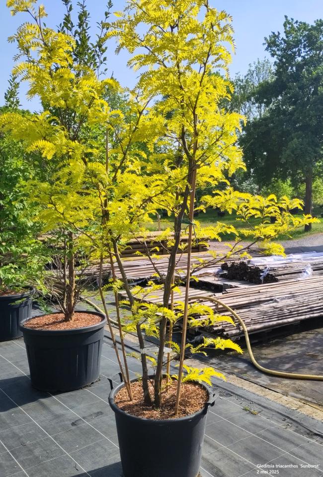 Gleditsia triacanthos 'Sunburst'