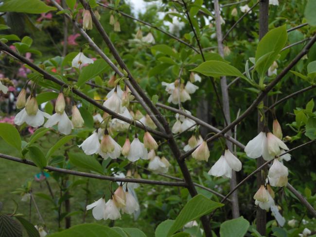 Halesia carolina