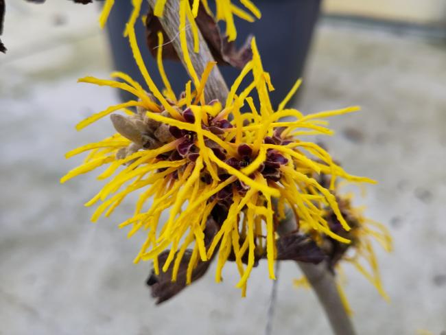 Hamamelis intermedia 'Amanda'