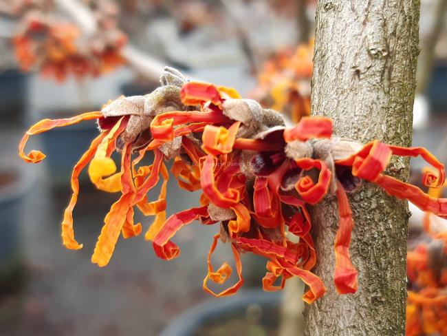 Hamamelis intermedia 'Aphrodite' (x)