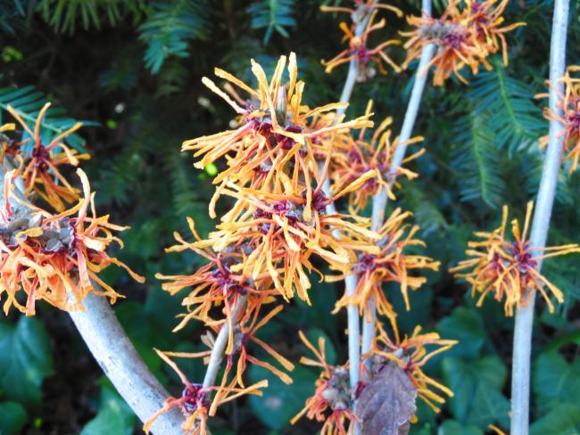 Hamamelis intermedia 'Aphrodite' (x)