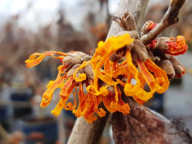 Hamamelis intermedia 'Aphrodite' (x)