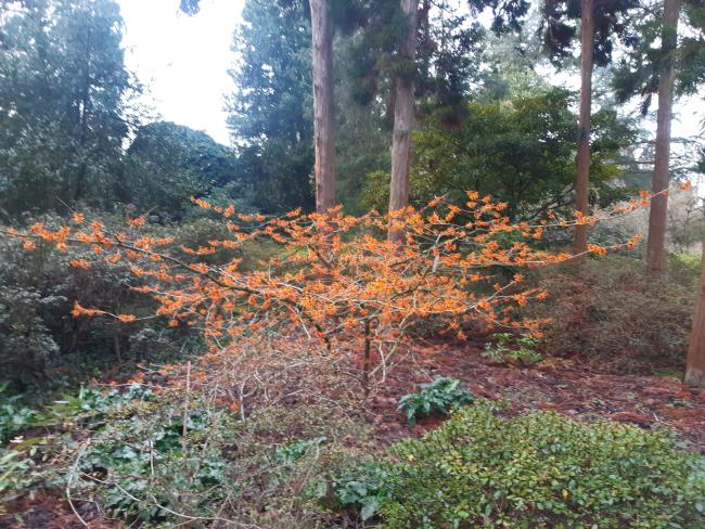 Hamamelis intermedia 'Aphrodite' (x)