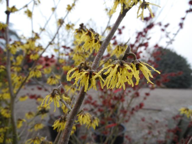Hamamelis intermedia 'Arnold Promise' (x)