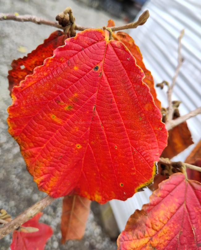 Hamamelis intermedia 'Diane' (x)