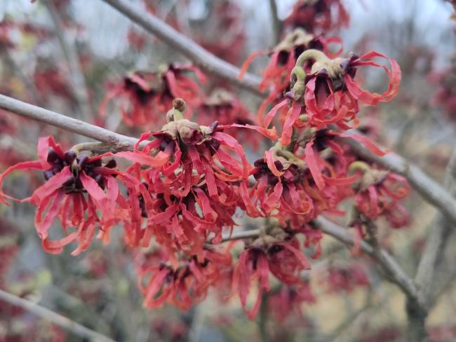 Hamamelis intermedia 'Diane' (x)
