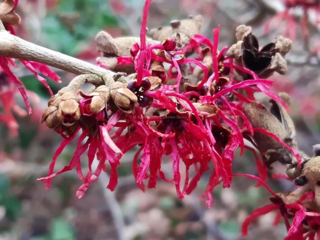 Hamamelis intermedia 'Livia' (x)