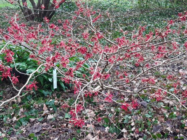 Hamamelis intermedia 'Livia' (x)