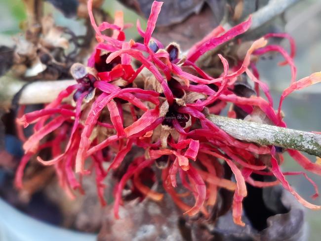 Hamamelis intermedia 'Livia' (x)