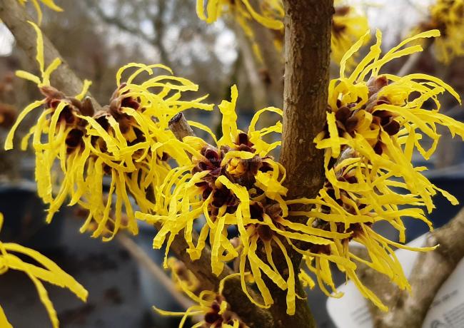 Hamamelis intermedia 'Pallida' (x)