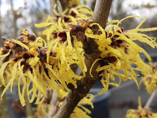 Hamamelis intermedia 'Pallida' (x)