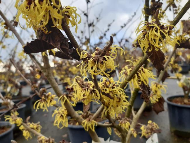 Hamamelis intermedia 'Pallida' (x)