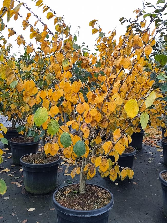 Hamamelis intermedia 'Pallida' (x)