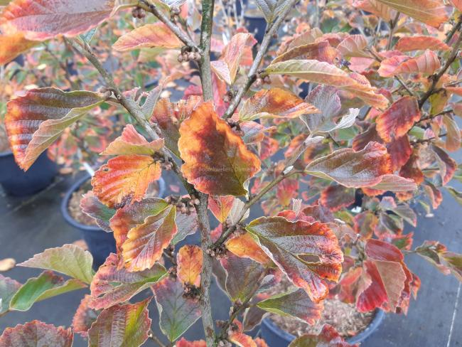 Hamamelis vernalis 'Purple Seedling' (H. 'Amethyst)