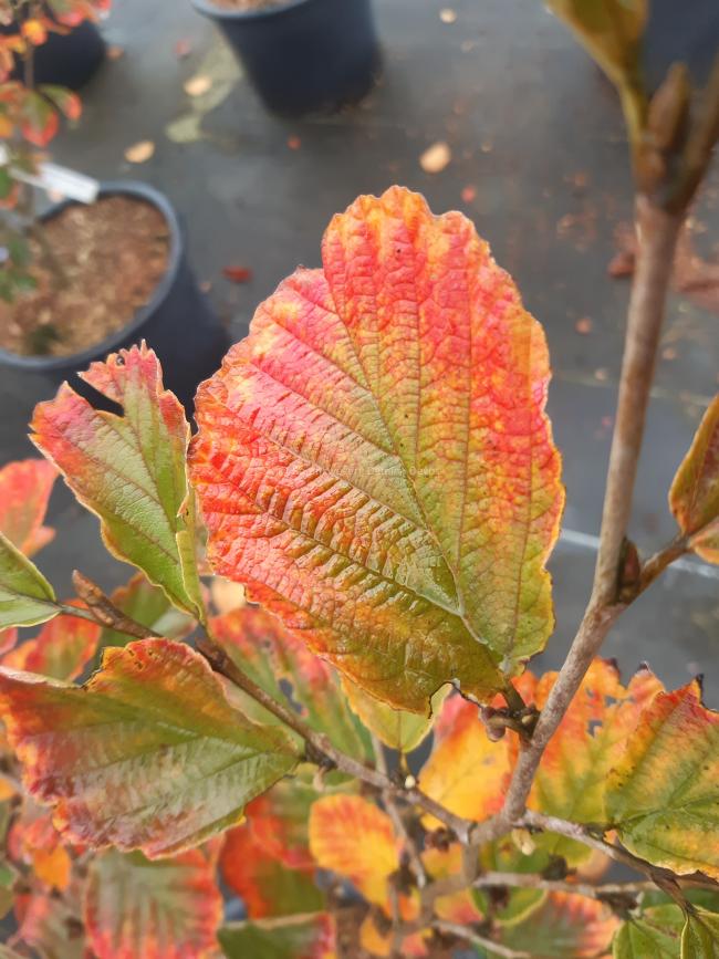 Hamamelis vernalis 'Purple Seedling' (H. 'Amethyst)