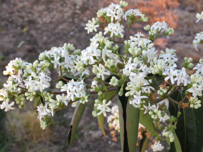 Heptacodium miconioides