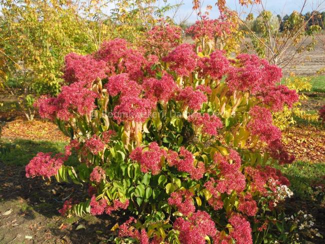 Heptacodium miconioides